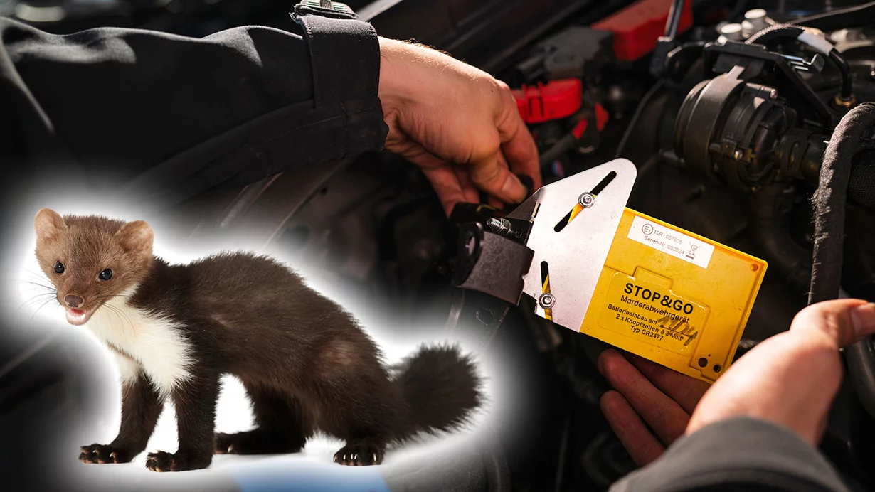 
										Marderabwehr sch&uuml;tzt die Kundenautos
									